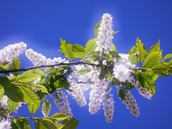 черёмуха цветущая белая