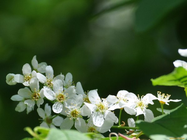 церападус вишнячеремуха