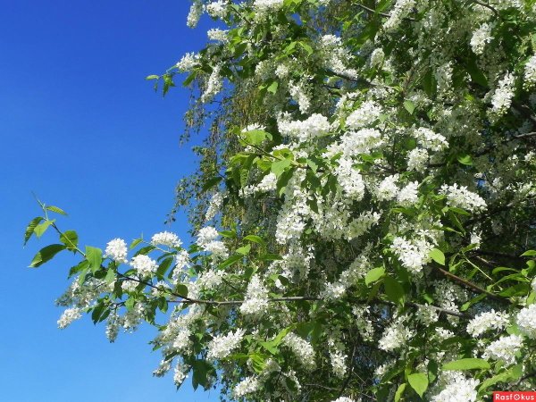 черемуха кустарник