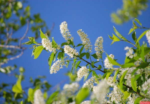 черемуха душистая