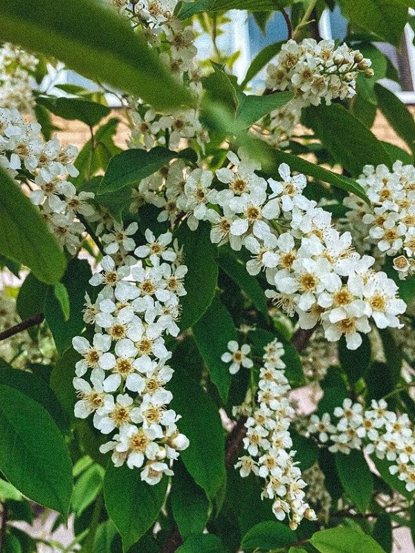 цветущая черёмуха