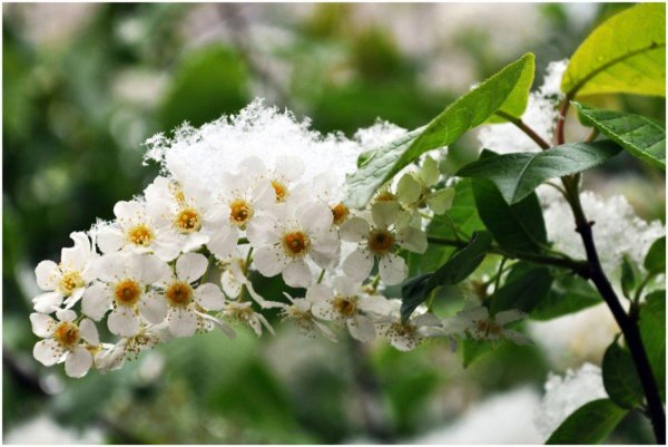 черёмуха белая цветет