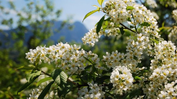 черемуха цветение