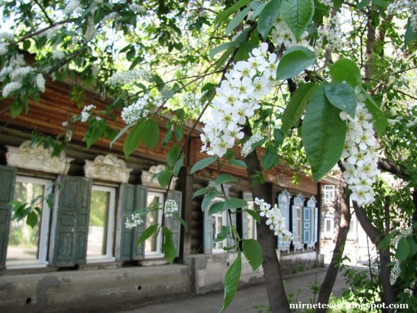 расцвела черёмуха