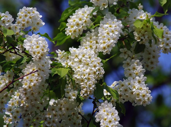 цветущая черёмуха