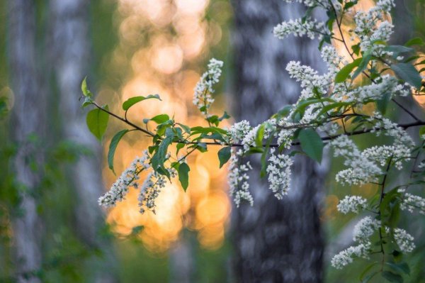 черёмуха душистая цветет