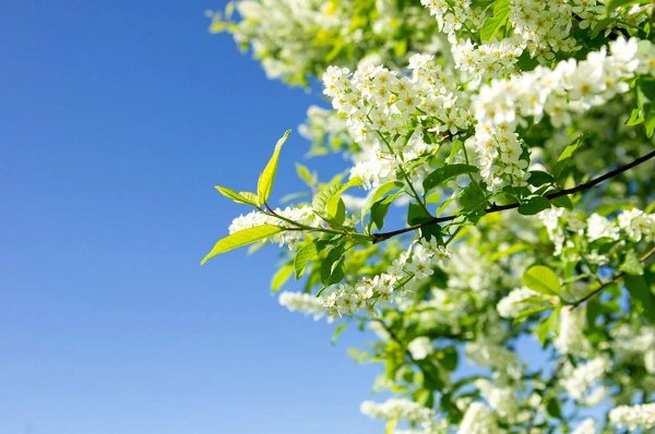 обыкновенная черёмуха