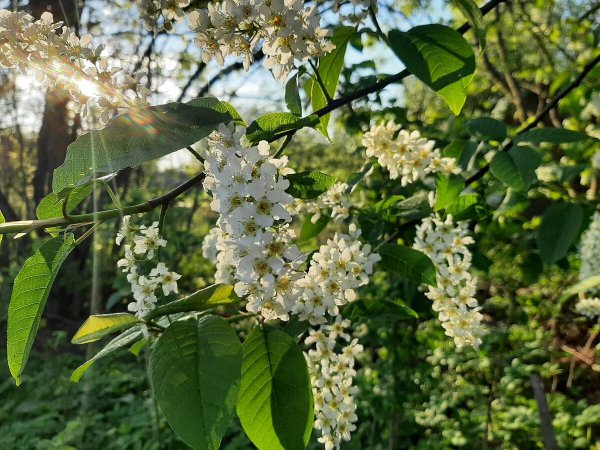 черемуха виргинская цветение