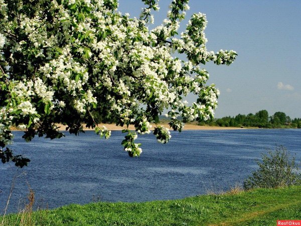 майский сад сирень черёмуха