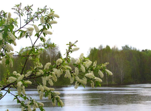 черёмуха душистая цветет