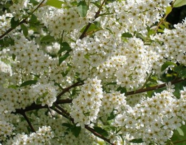 черемуха душистая