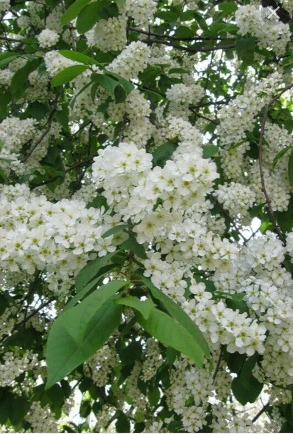 черемуха душистая