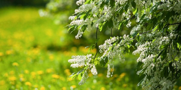 весна черемуха