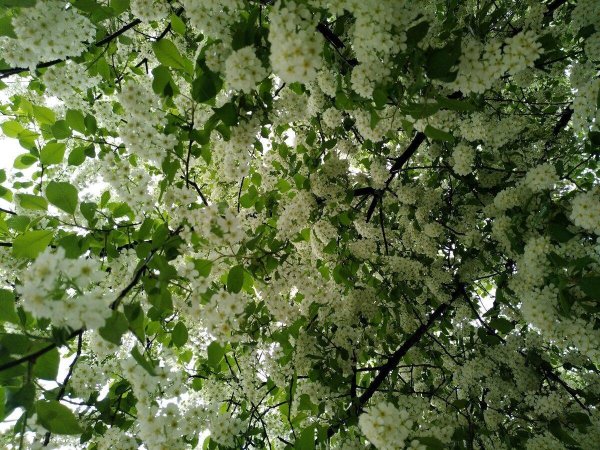 черемуха лесная