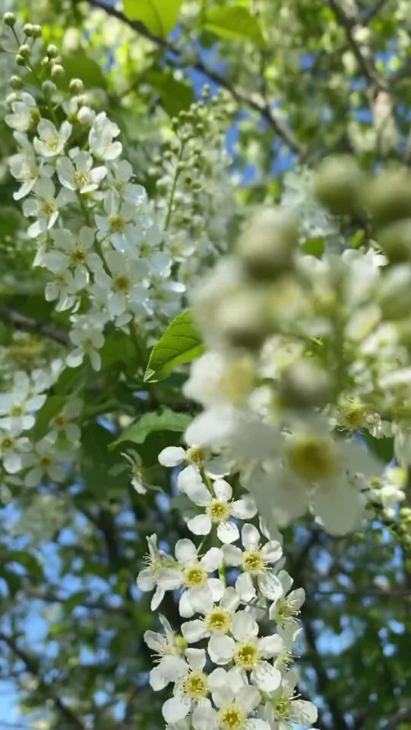 черемуха весной