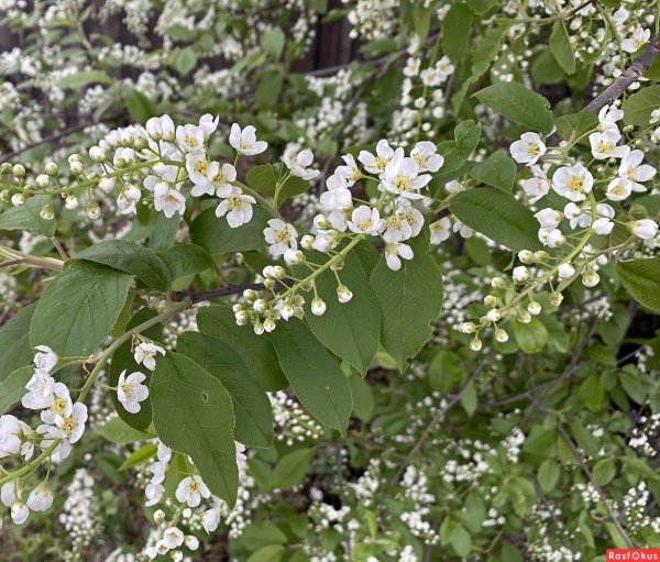 черемуха padus avium