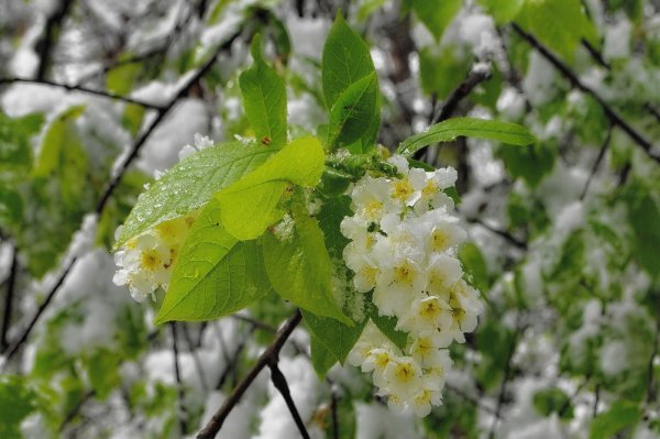 черёмуха цветёт к похолоданию