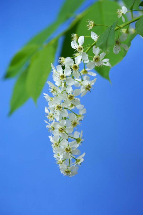 черёмуха цветущая белая