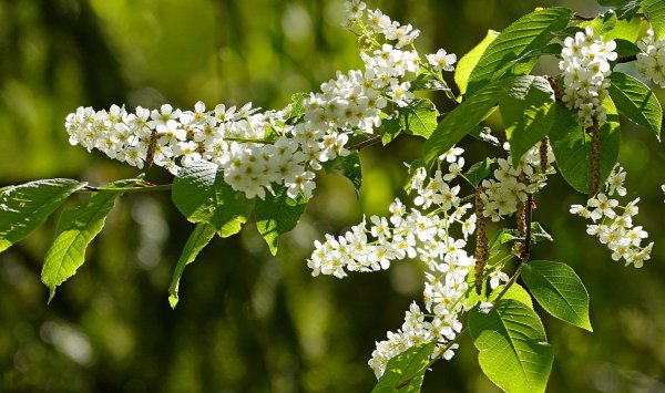 черёмуха обыкновенная дерево