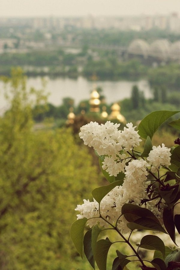 сирень белая