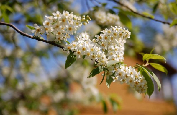 черемуха обыкновенная