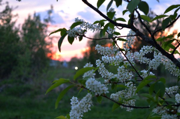 черёмуха душистая цветет