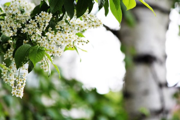 сирень жасмин черемуха