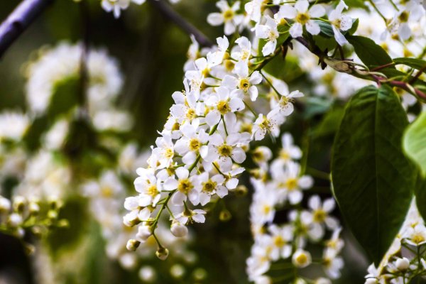 черёмуха обыкновенная куст