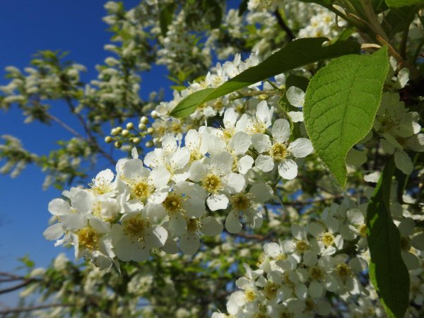 Весна черемуха