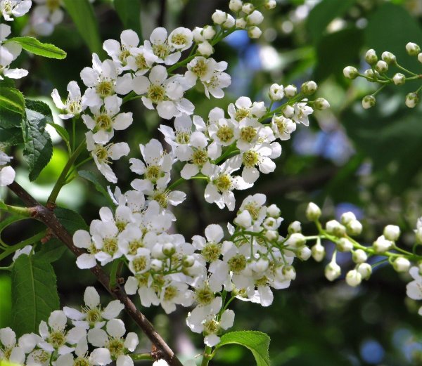 черёмуха белая цветет