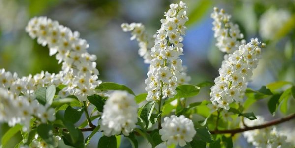 черёмуха цветущая белая