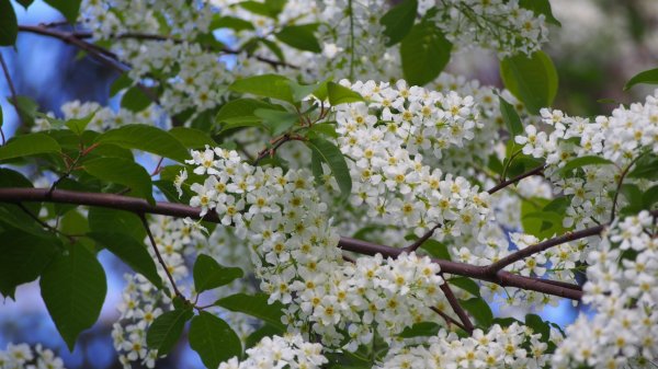 черёмуха душистая цветет