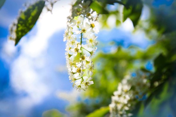 расцвела черёмуха