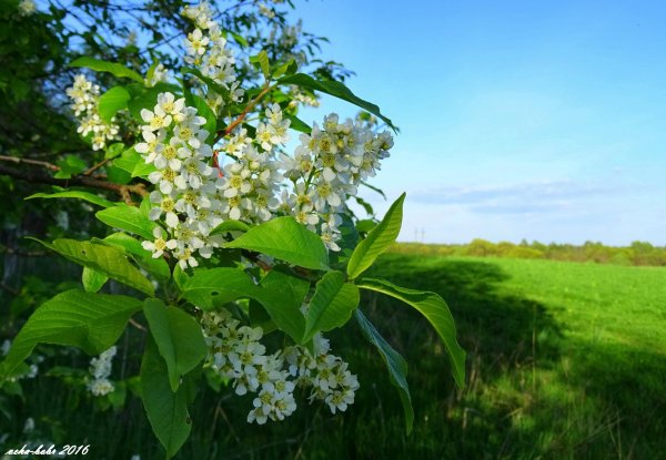 черемуха куст
