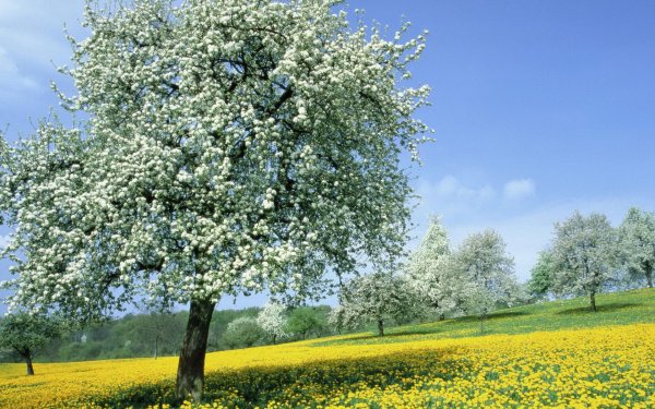 цветущий яблоневый сад весной