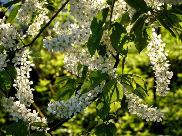 черемуха padus avium