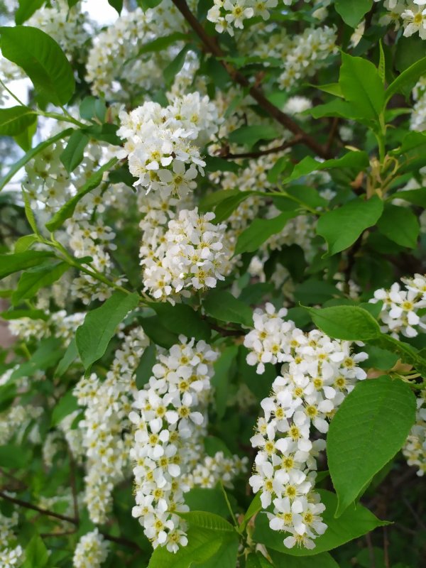 обыкновенная черёмуха