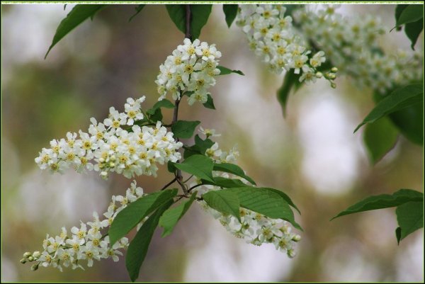 черемуха маака ягоды