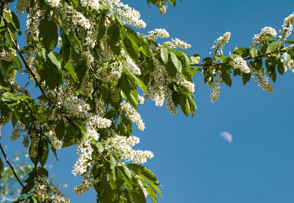 обыкновенная черёмуха