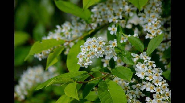 черемуха prunus padus