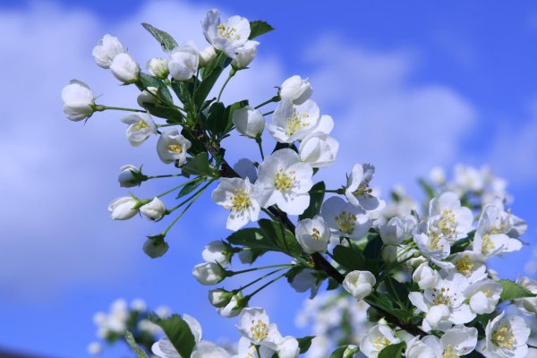 яблони в цвету