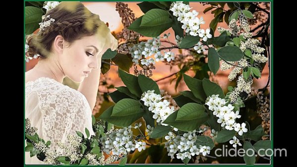 белый цвет черемухи цвет анна герман