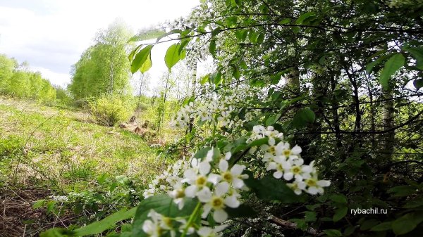 черёмуха белая цветет