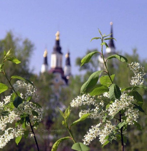 майский сад сирень черёмуха