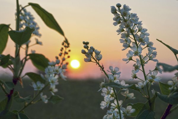 черемуха padus pensylvanica
