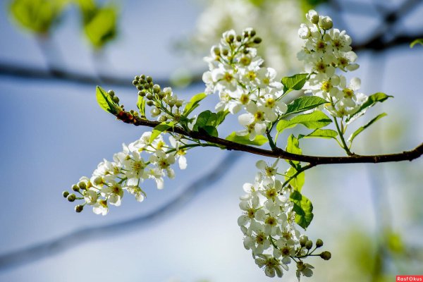 черёмуха цветущая белая