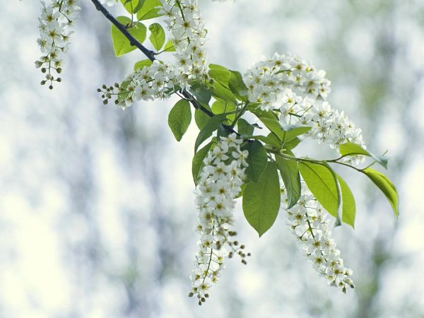 черёмуха обыкновенная куст