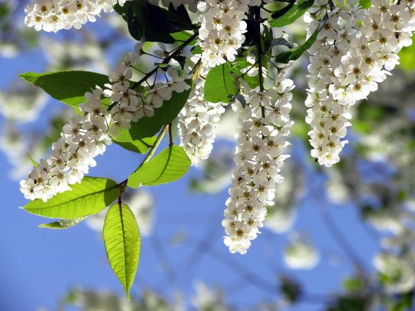 цветет черемуха