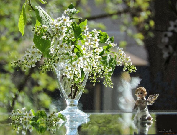 Весна черемуха