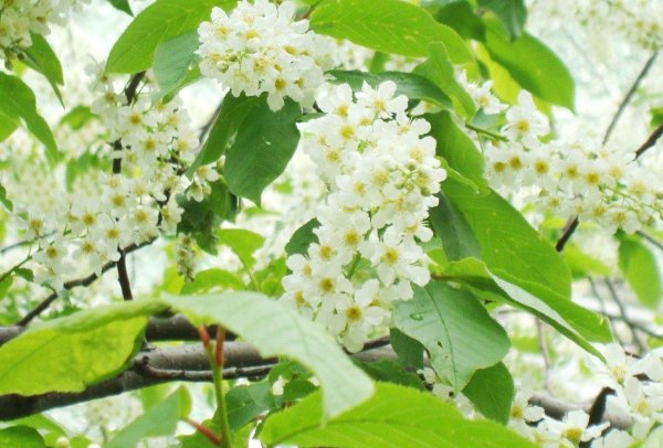 черемуха максимовича дерево